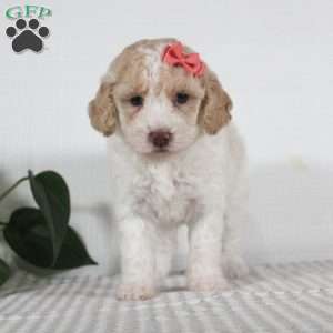 Carmel, Miniature Poodle Puppy